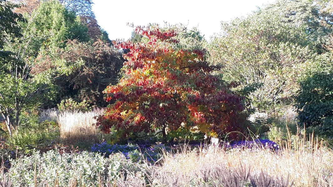 Staudengarten
